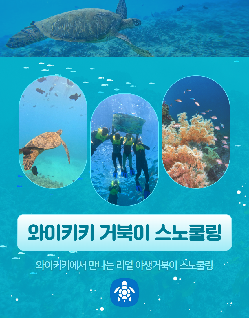 마이로컬투어 와이키키 스노쿨링